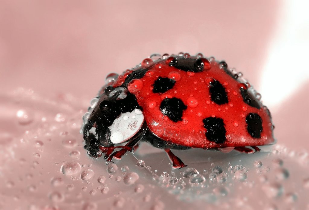 ladybug wellness